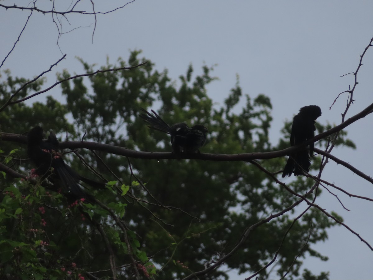 Smooth-billed Ani - ML647344311