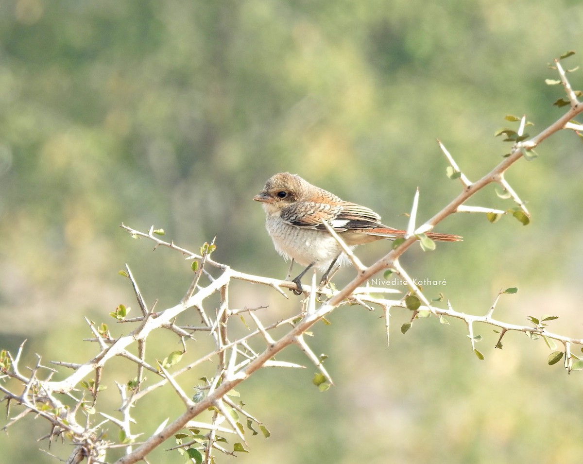 Bay-backed Shrike - ML647344312