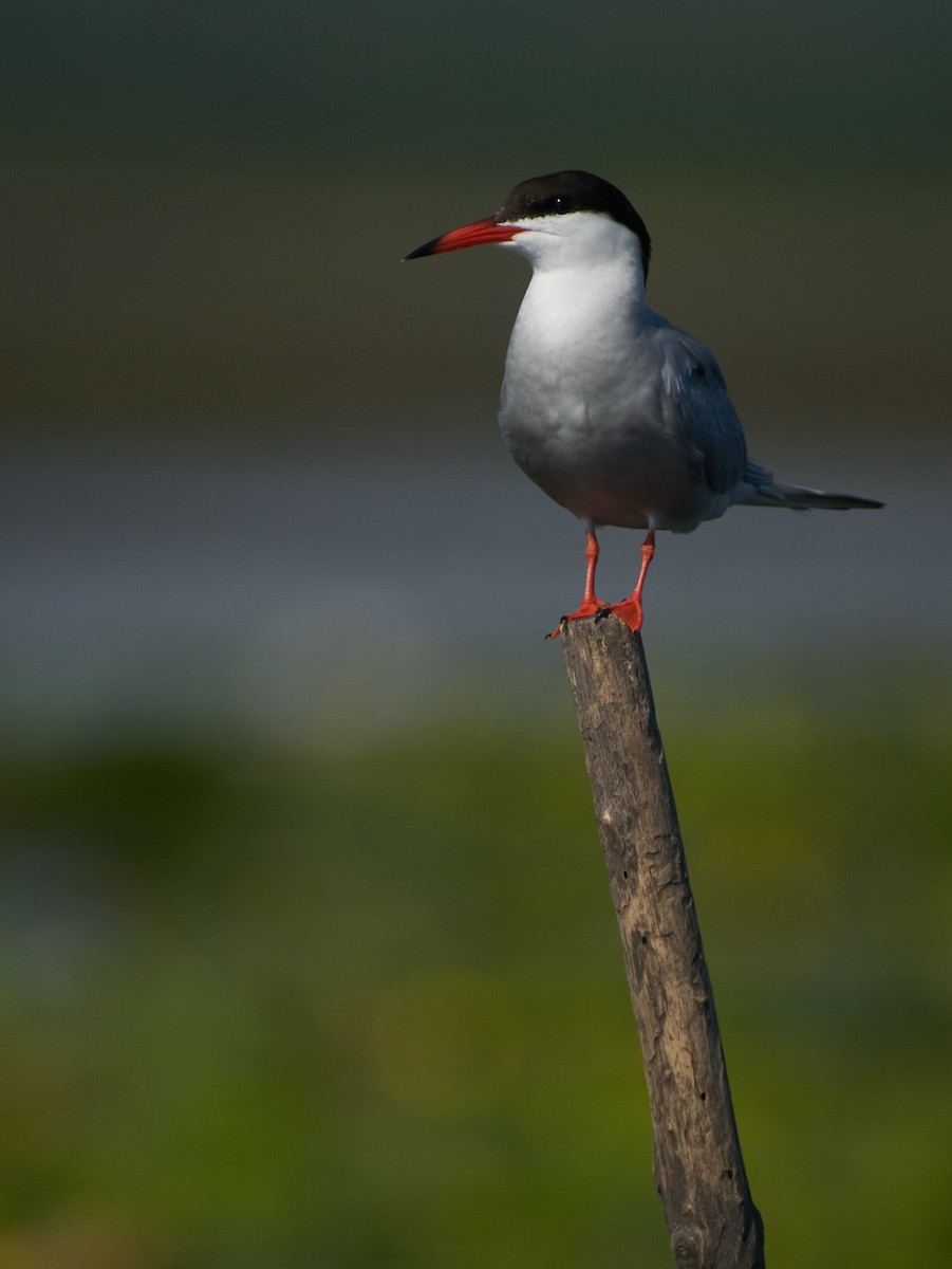 Common Tern - ML647344313