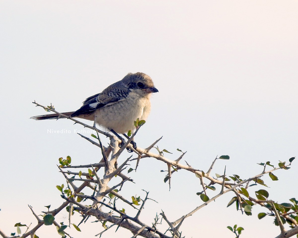 Bay-backed Shrike - ML647344315