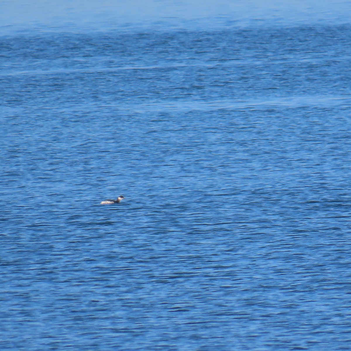 Красношейная поганка - ML647344316