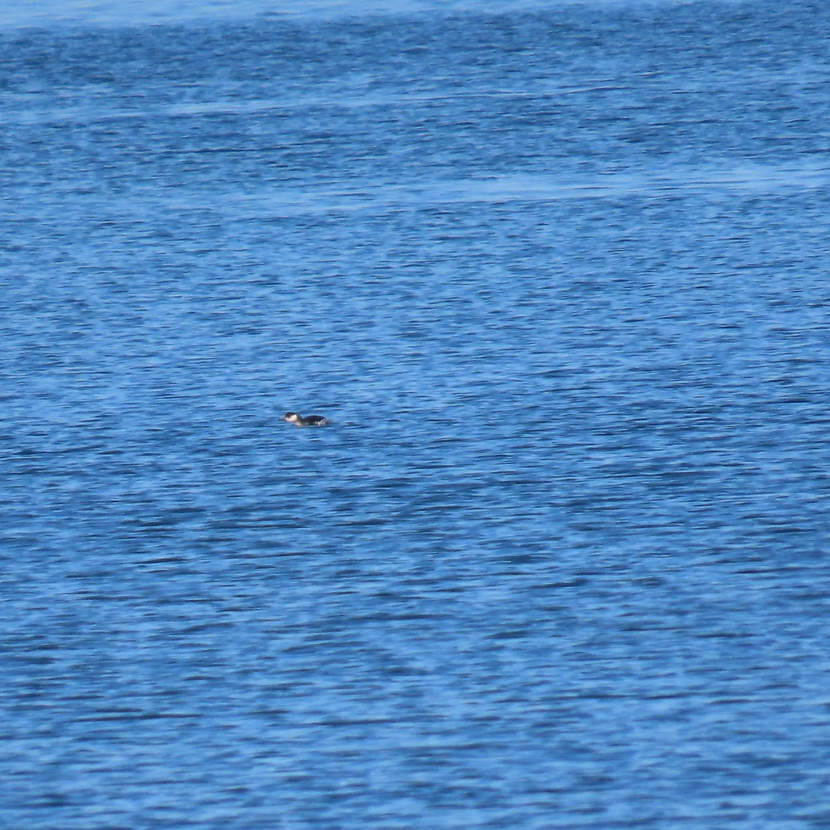 Красношейная поганка - ML647344317