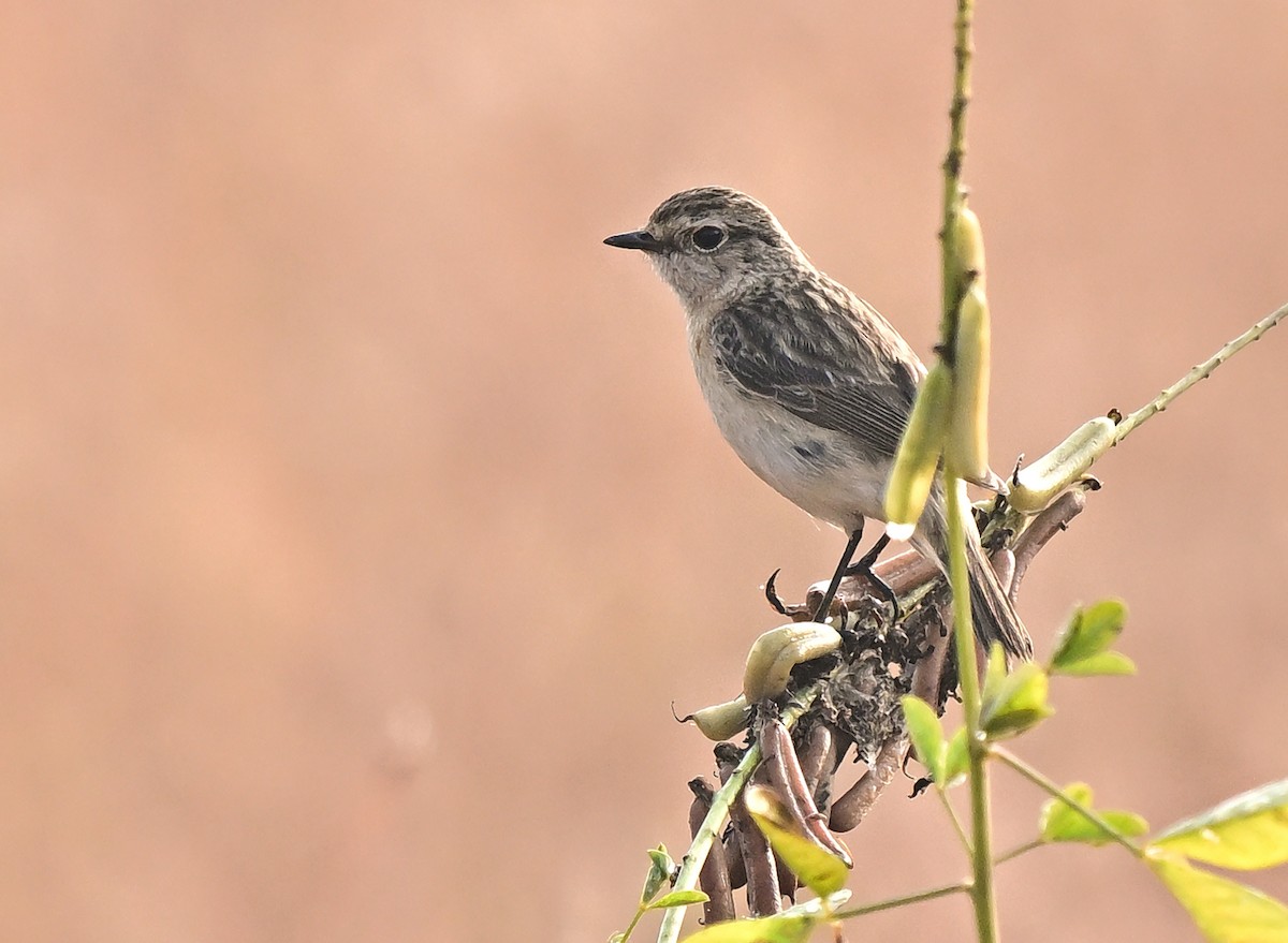 Pallasschwarzkehlchen - ML647344326