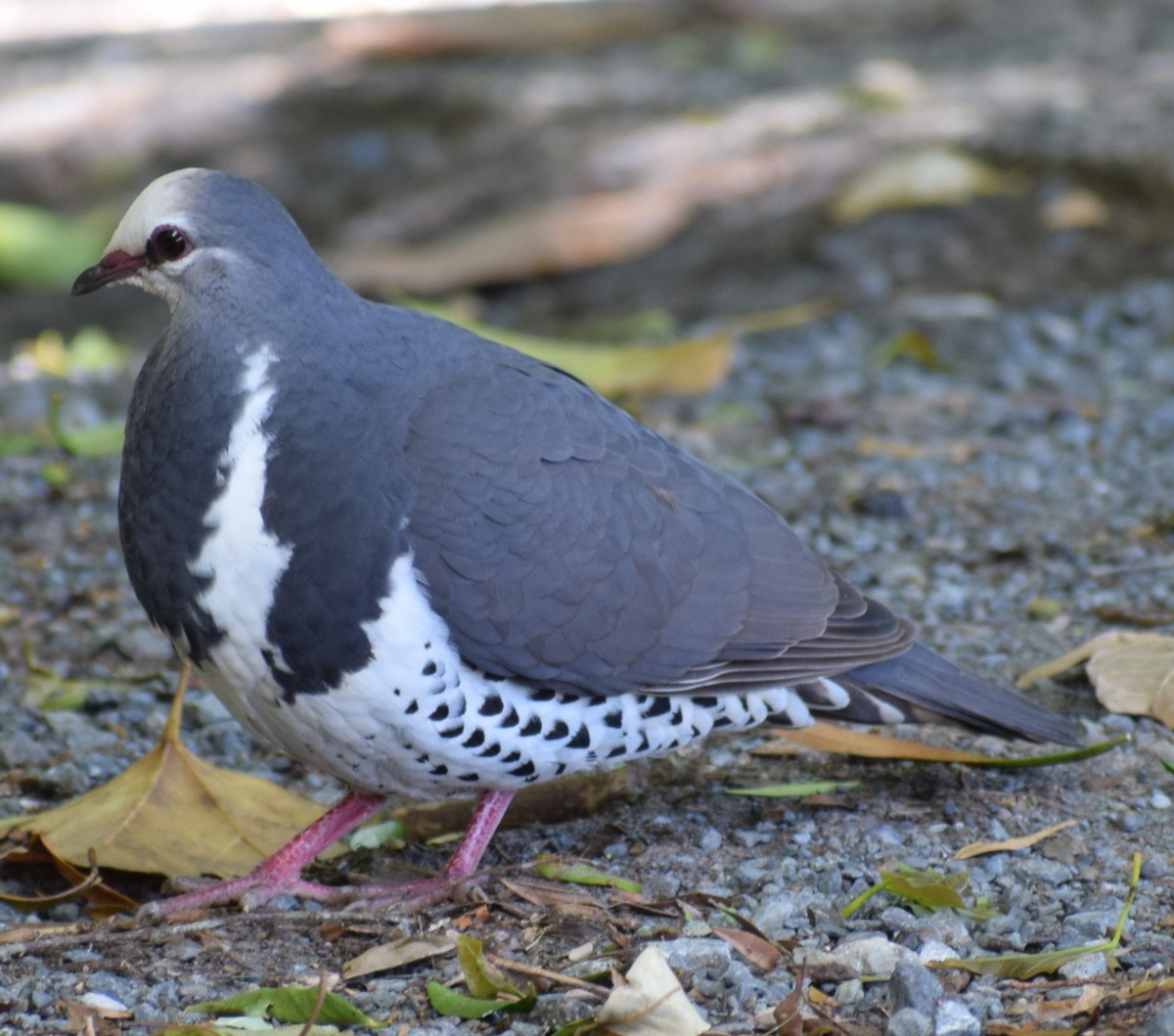 Wonga Pigeon - ML647344335