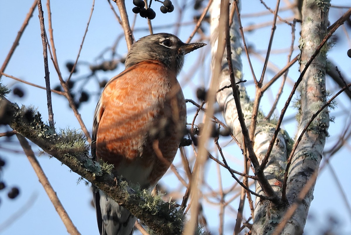American Robin - ML647344338