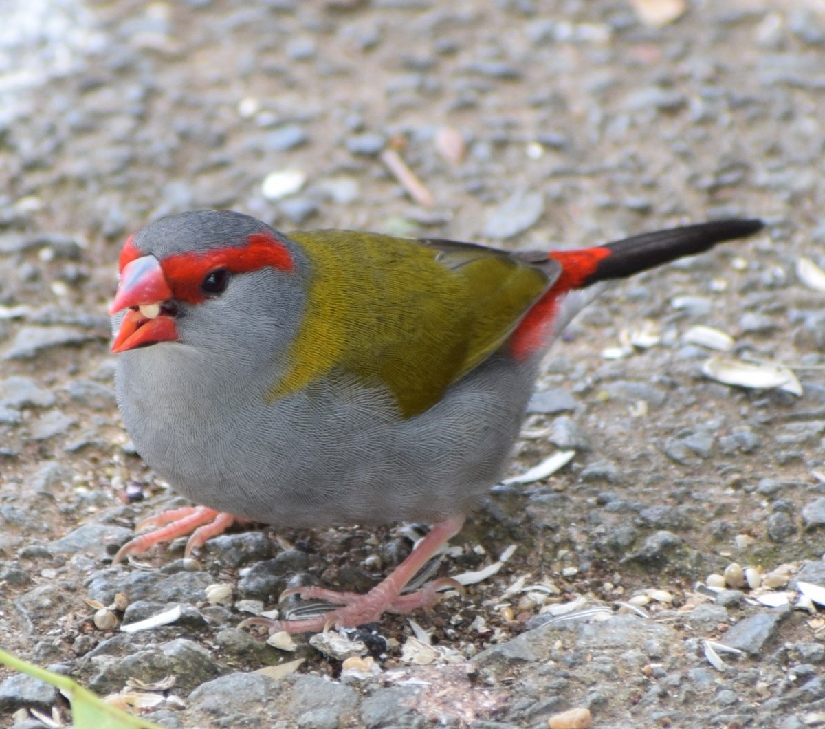 Red-browed Firetail - ML647344377