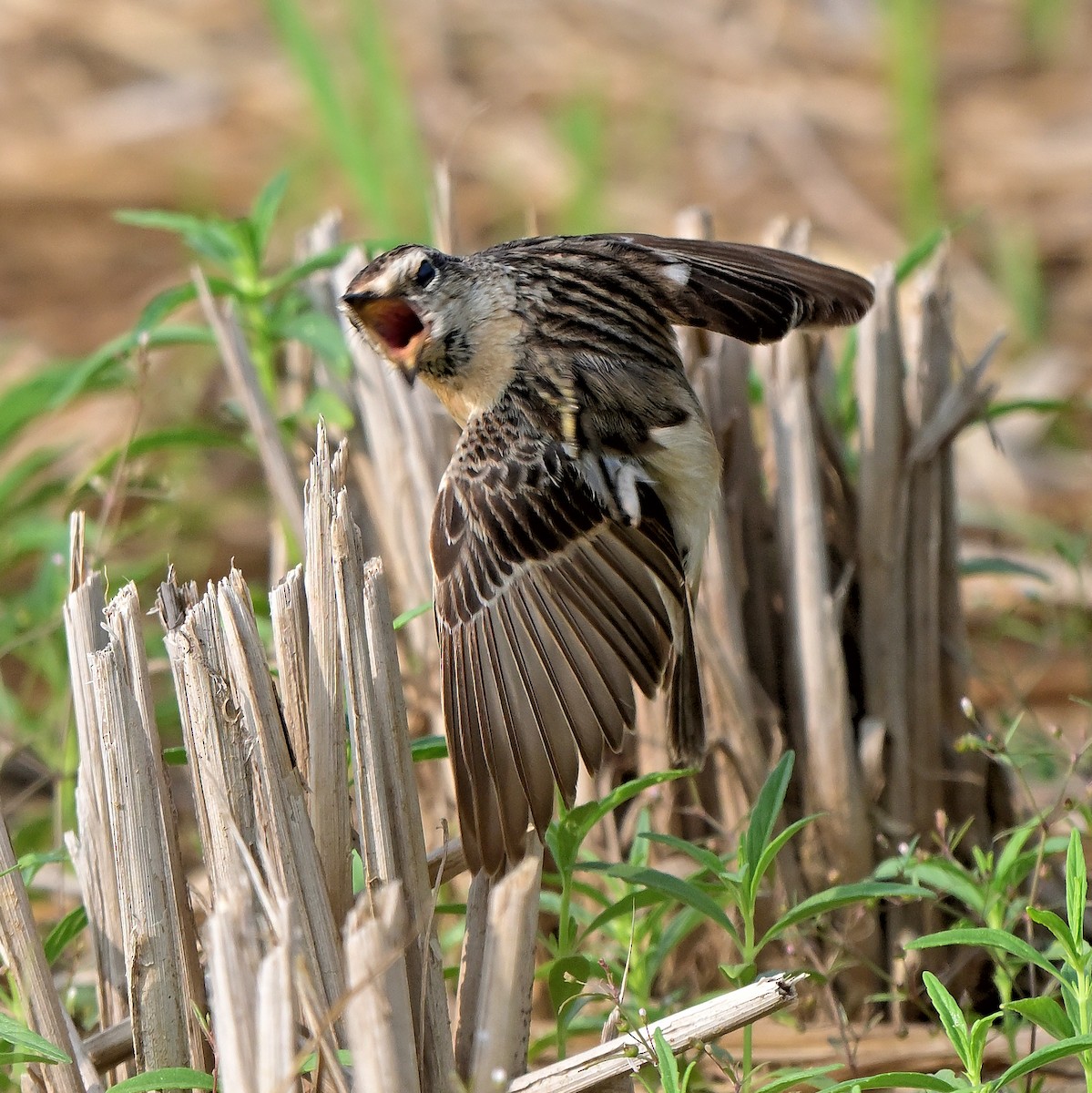 Pallasschwarzkehlchen - ML647344391