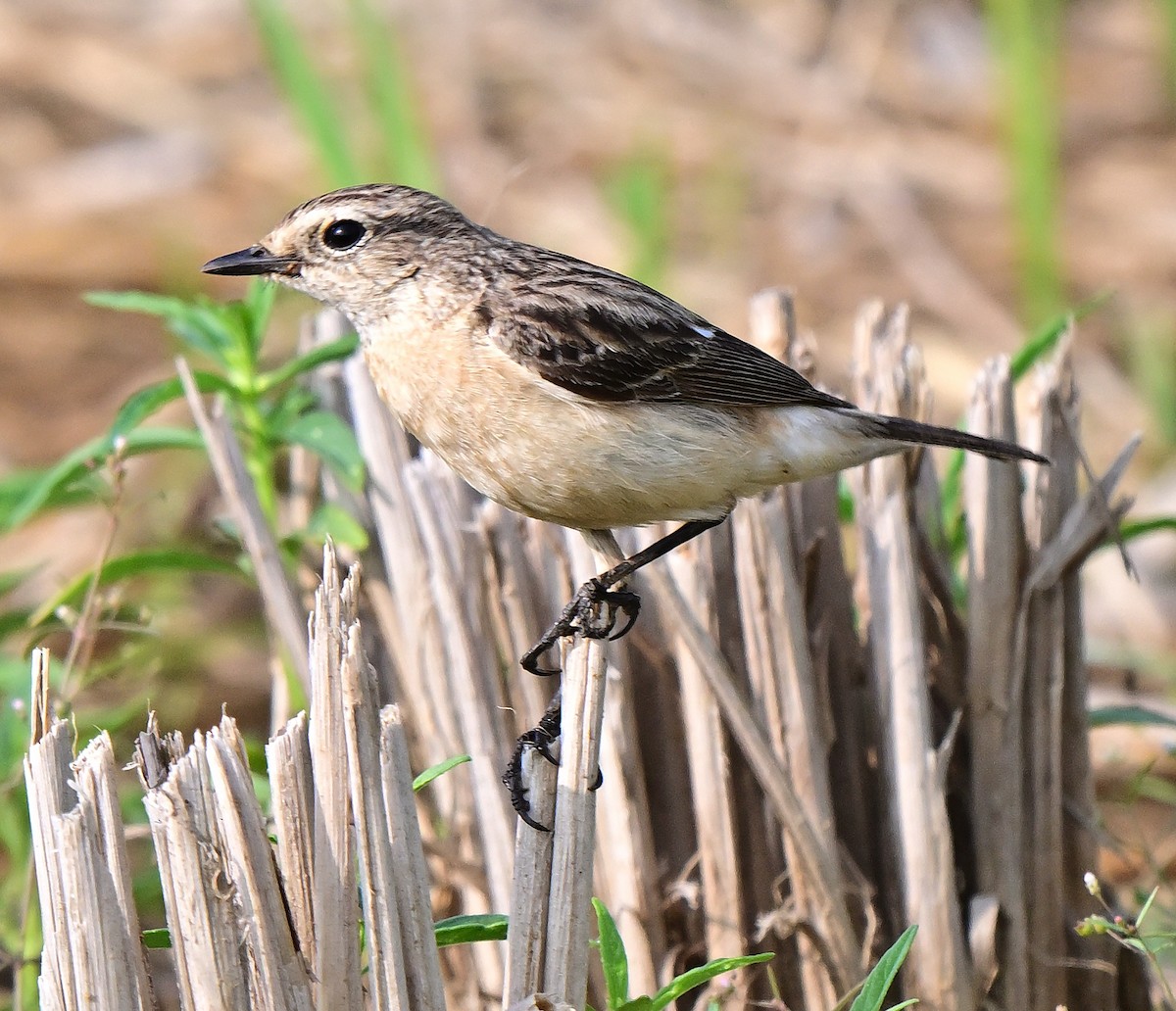 Pallasschwarzkehlchen - ML647344396