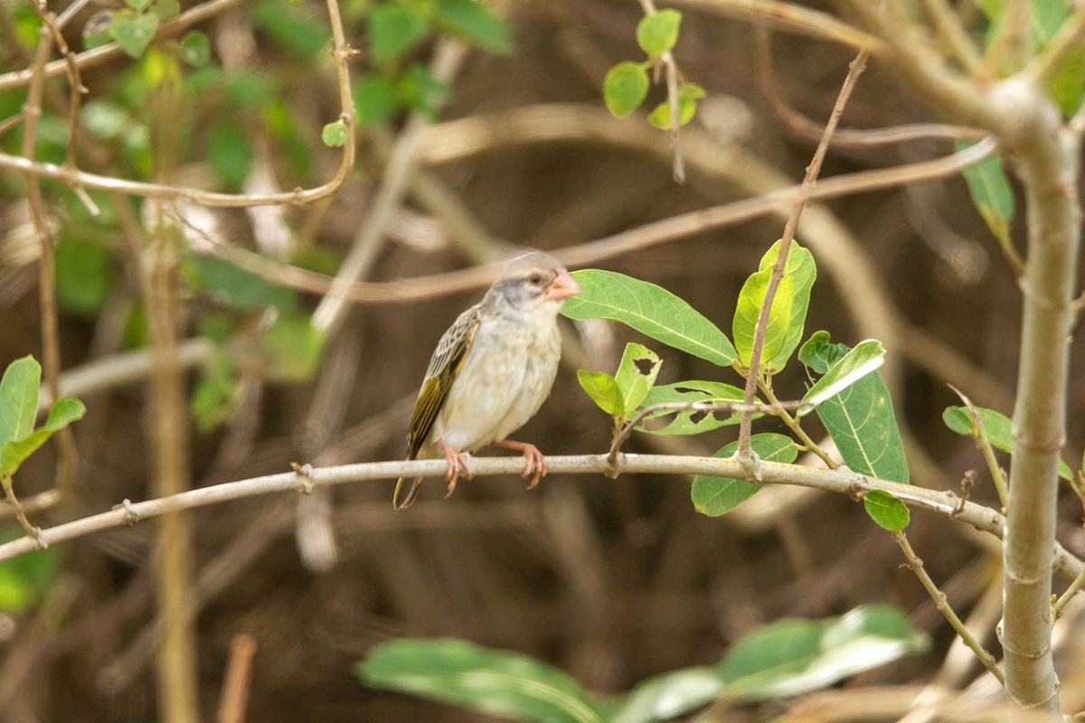 Red-billed Quelea - ML647344423