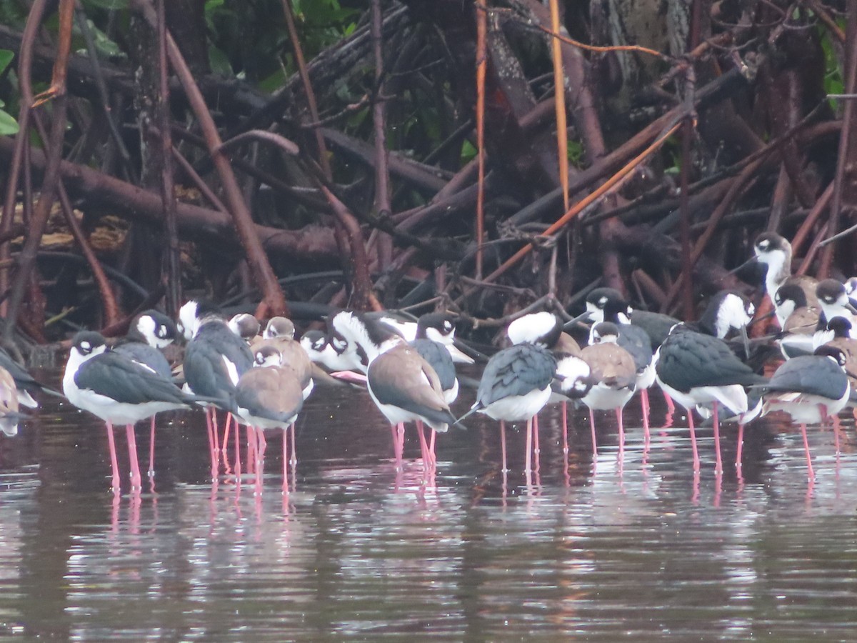 Black-necked Stilt (Black-necked) - ML647344430