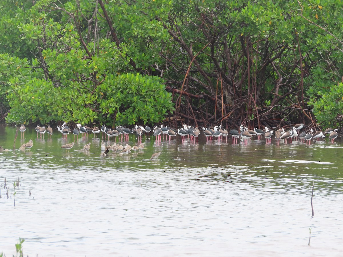 Black-necked Stilt (Black-necked) - ML647344431