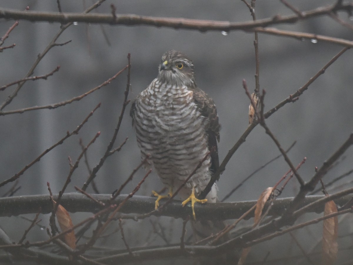 Eurasian Sparrowhawk - ML647344434
