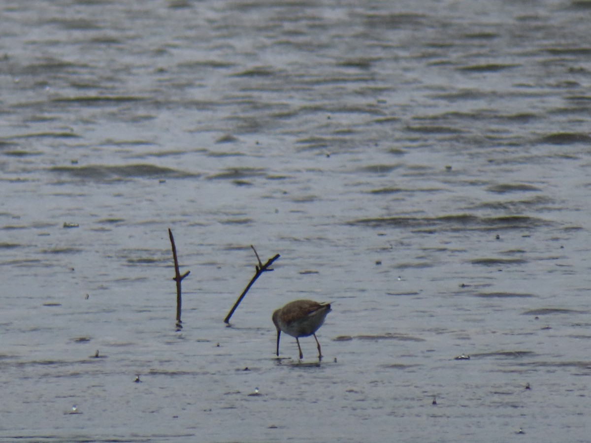 Stilt Sandpiper - ML647344437