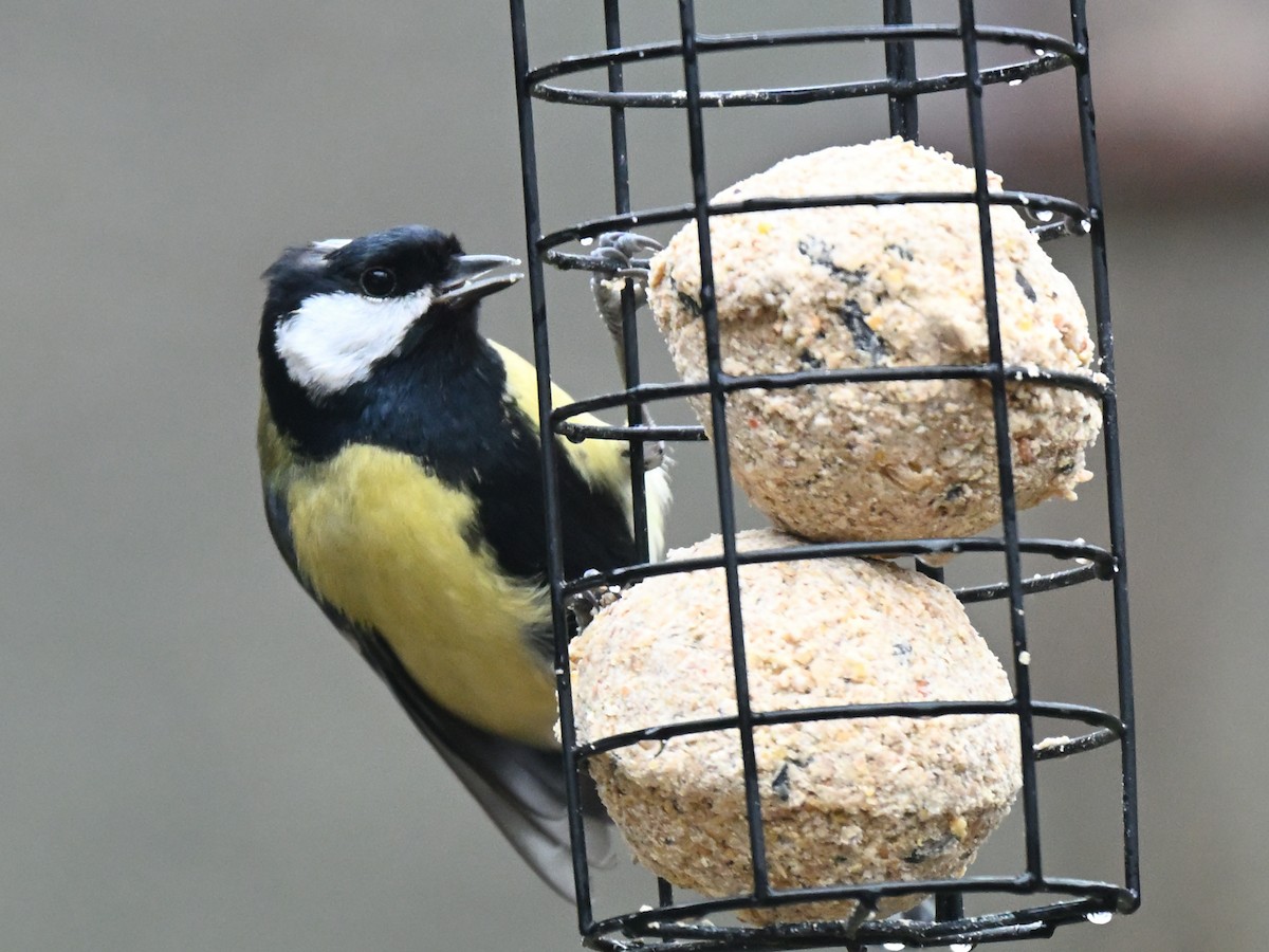 Great Tit - ML647344438