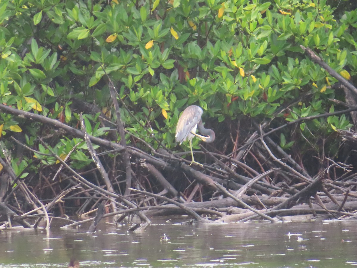 Tricolored Heron - ML647344439