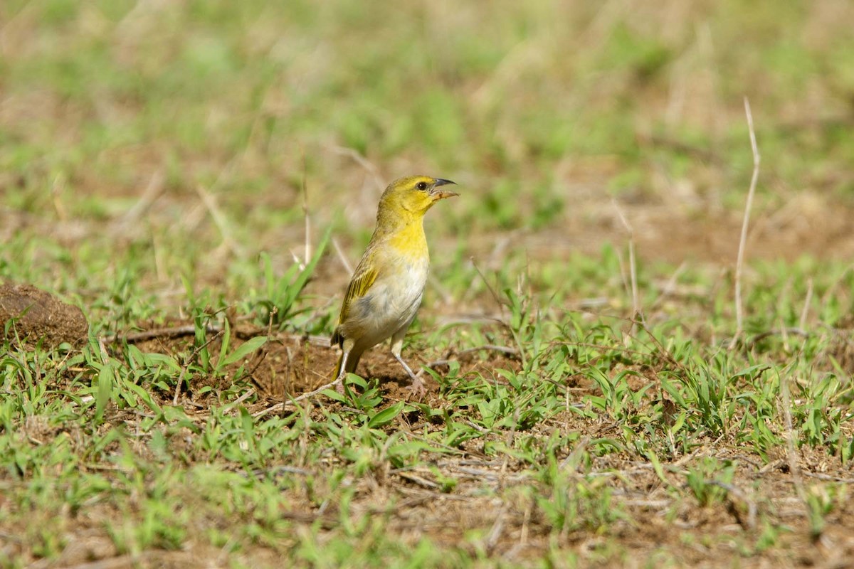 Ruvu Weaver - ML647344441