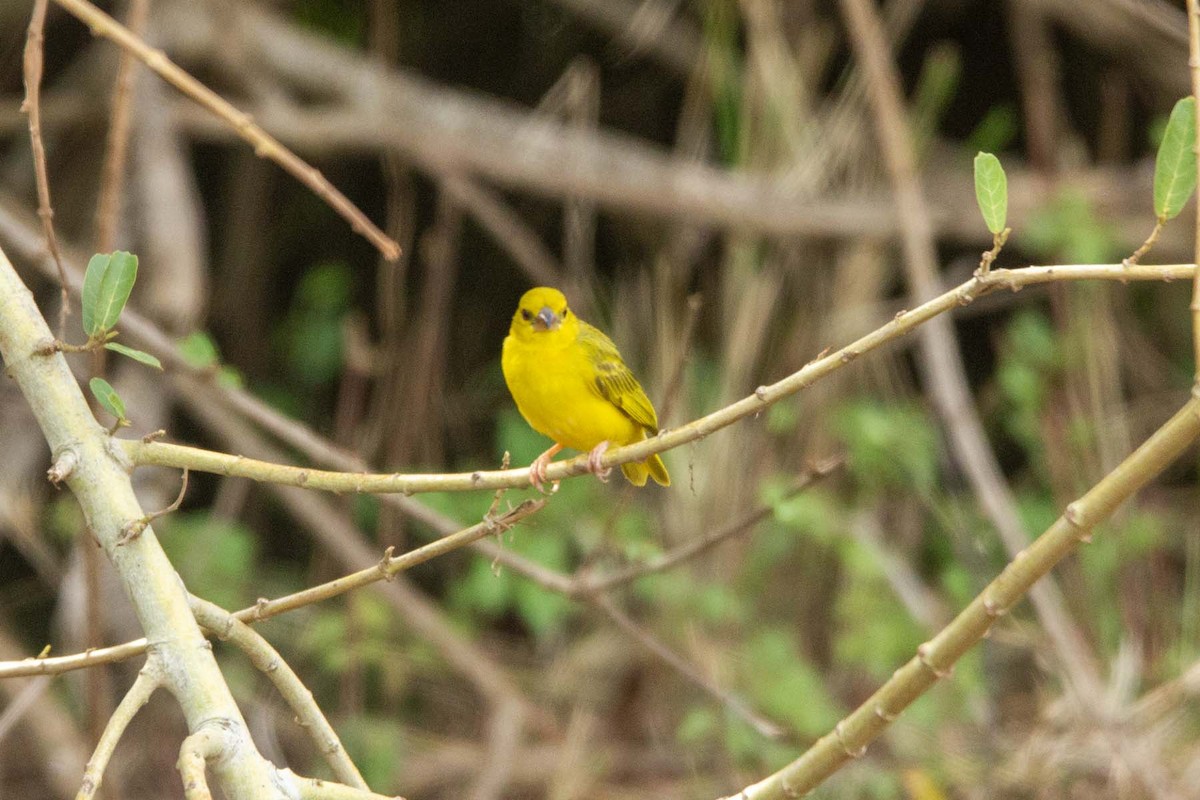 Ruvu Weaver - ML647344442