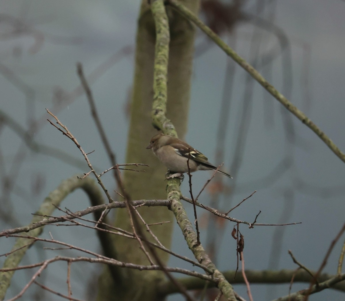 פרוש מצוי - ML647344445