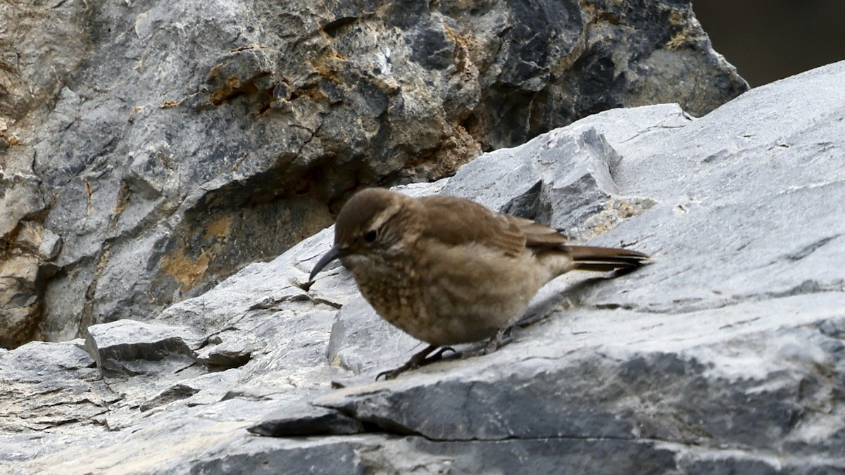 Scale-throated Earthcreeper - ML647344446