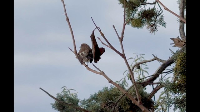 lejsek černohlavý - ML647344451