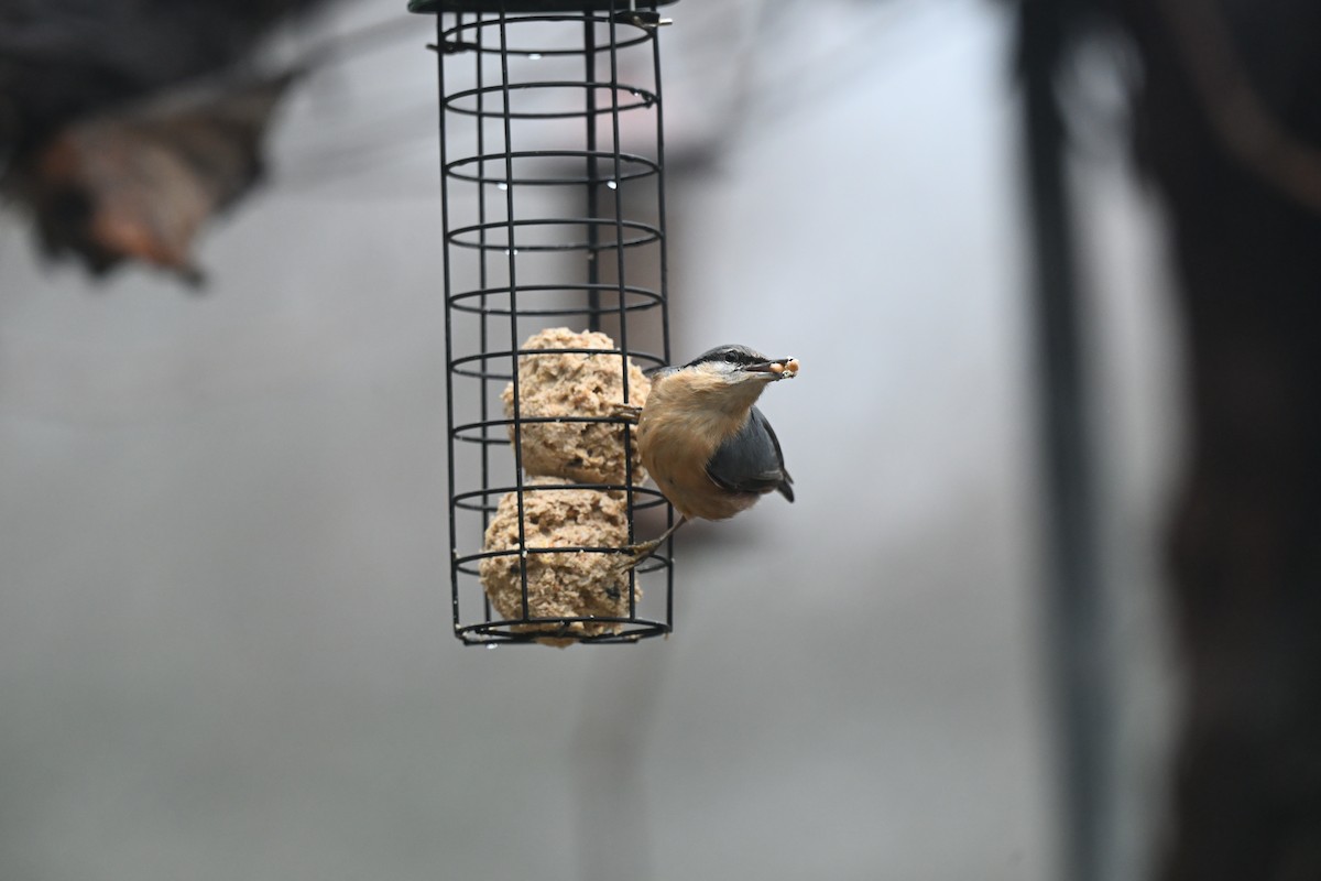 Eurasian Nuthatch - ML647344454