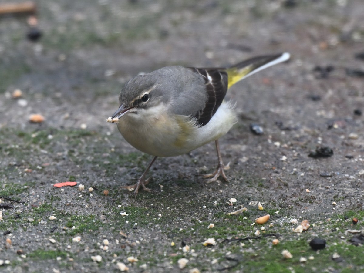 Gray Wagtail - ML647344457