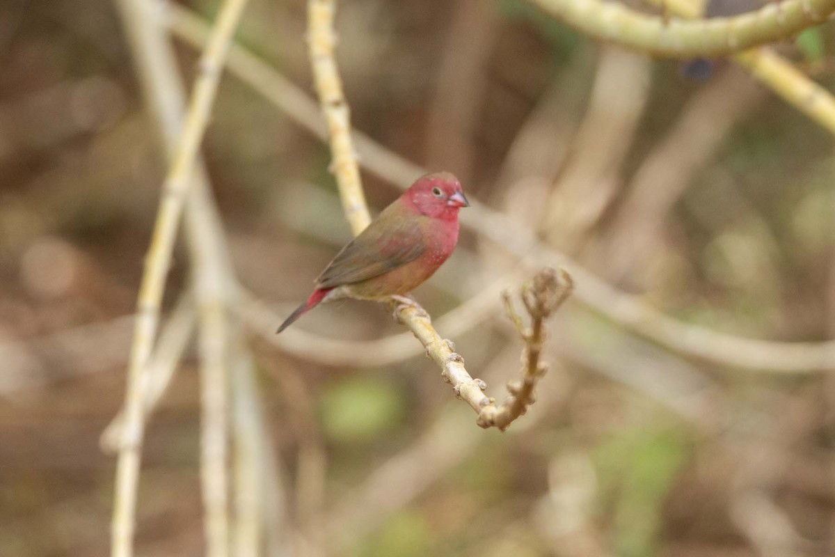 Red-billed Firefinch - ML647344458
