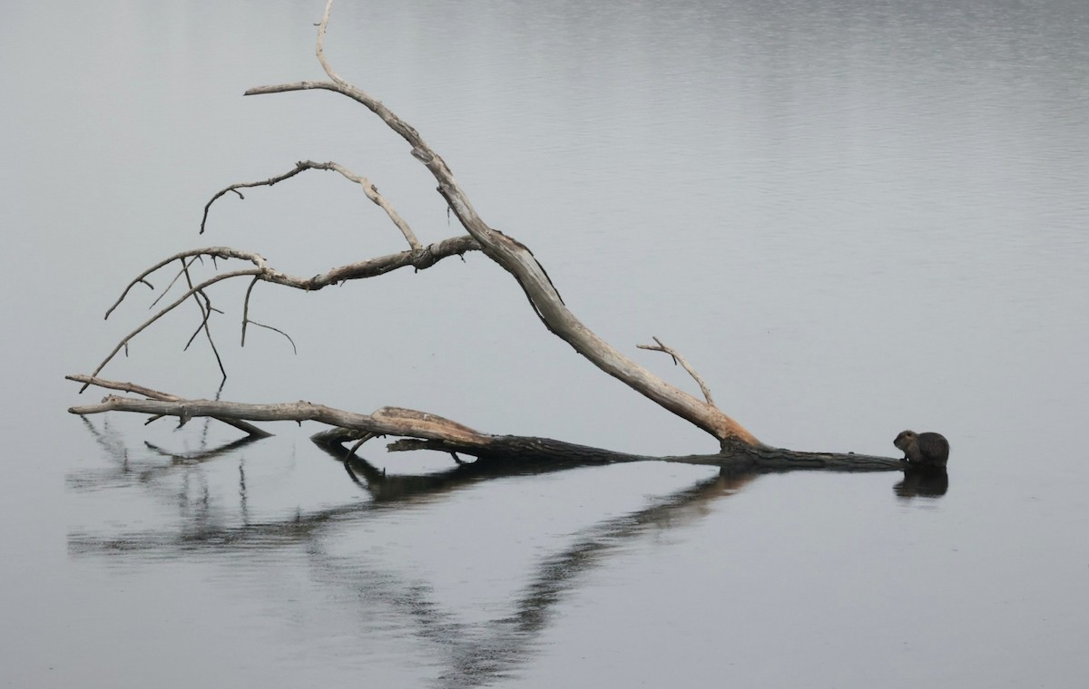 בעלי חיים - ML647344463