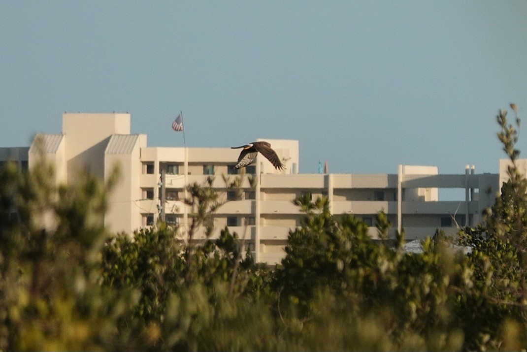 Aguilucho de Hudson - ML647344464