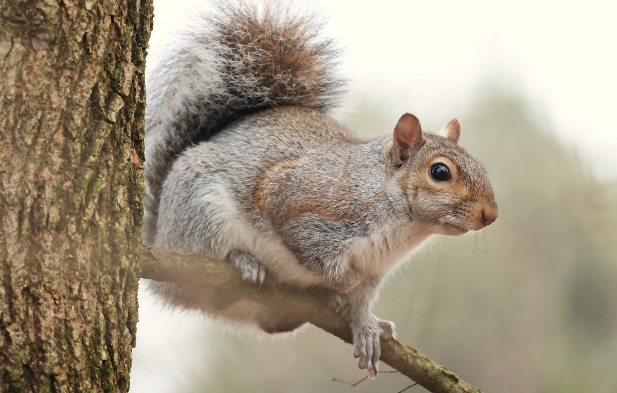 בעלי חיים - ML647344465