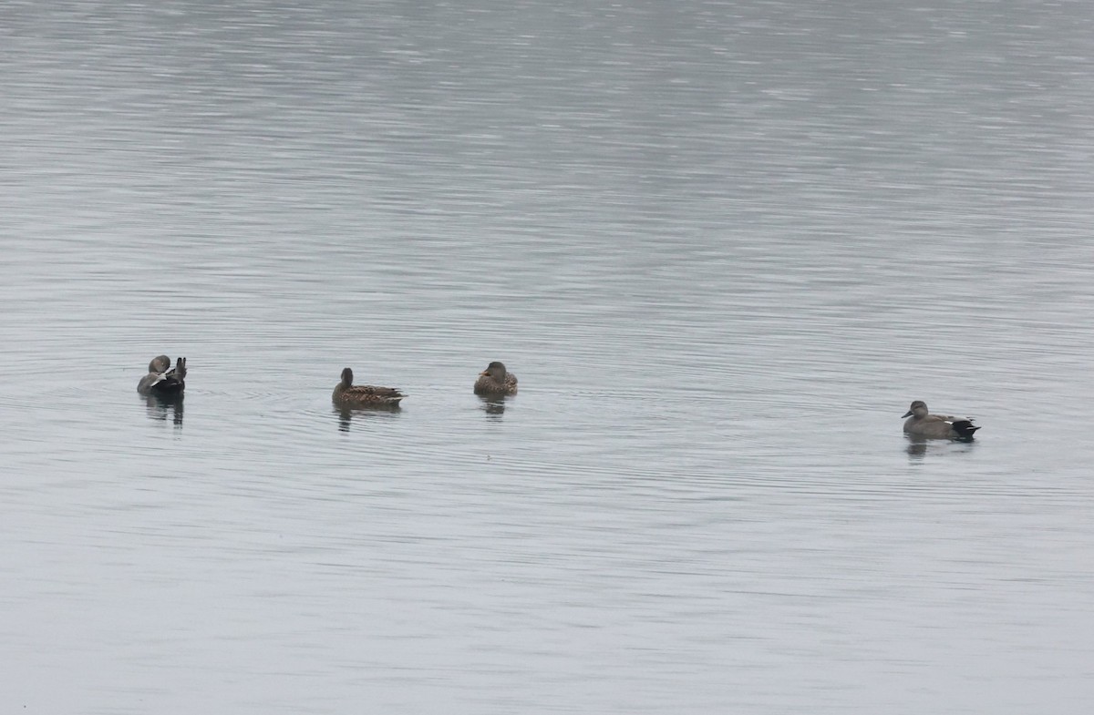 ברווז אפור - ML647344468