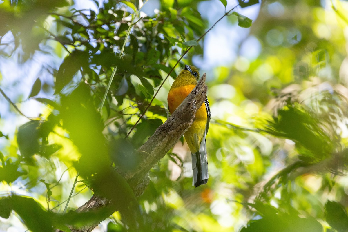 Orange-breasted Trogon - ML647344476