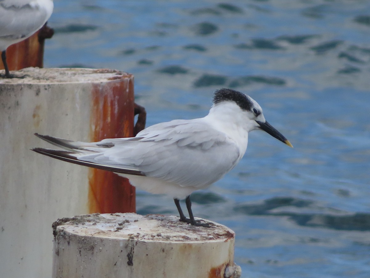 Sandwich Tern (Cabot's) - ML647344477