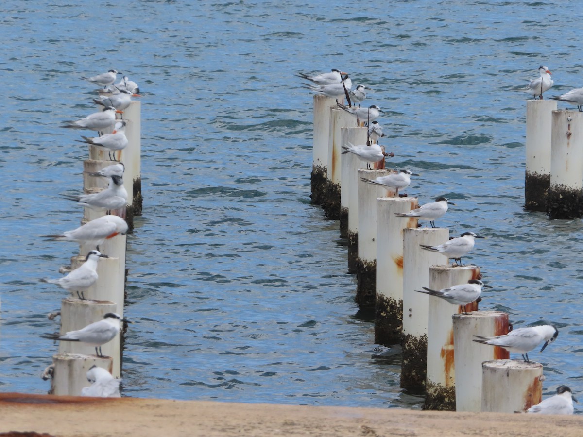 Sandwich Tern (Cabot's) - ML647344478