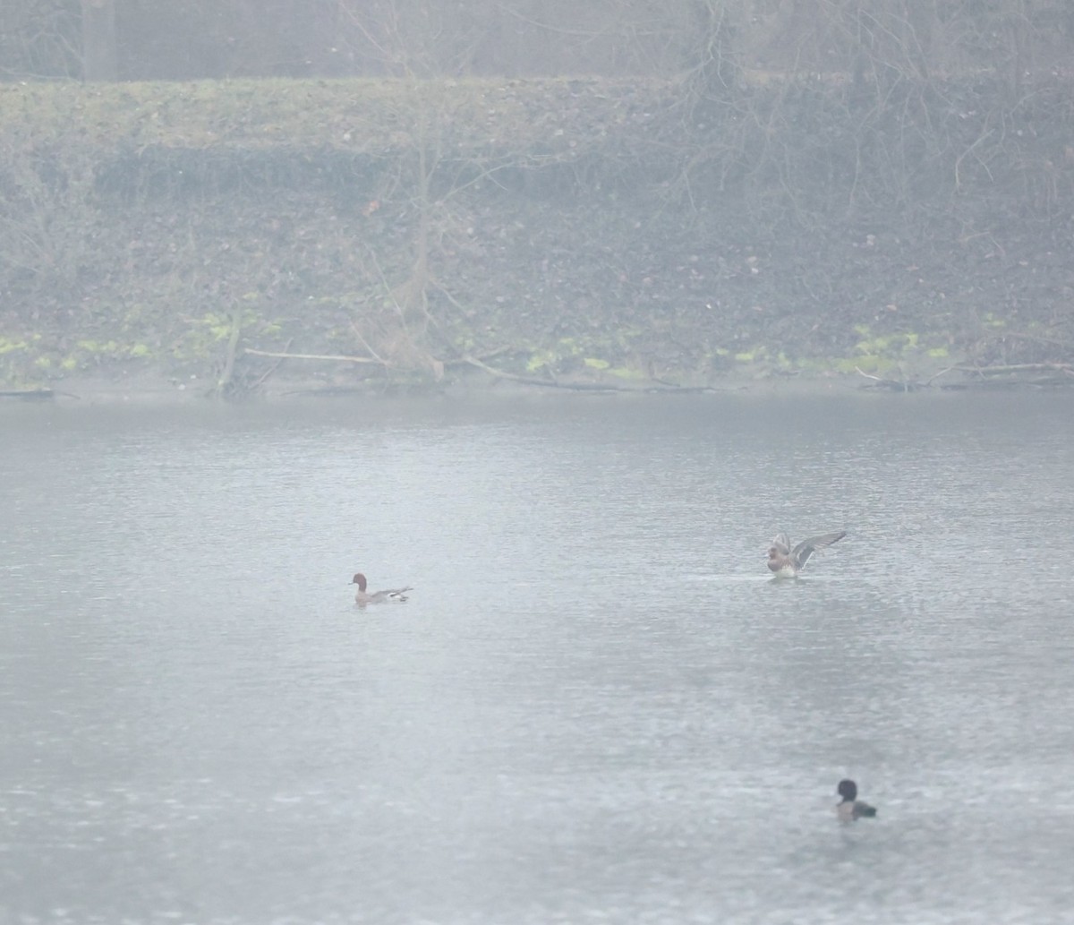 ברווז צהוב-מצח - ML647344480
