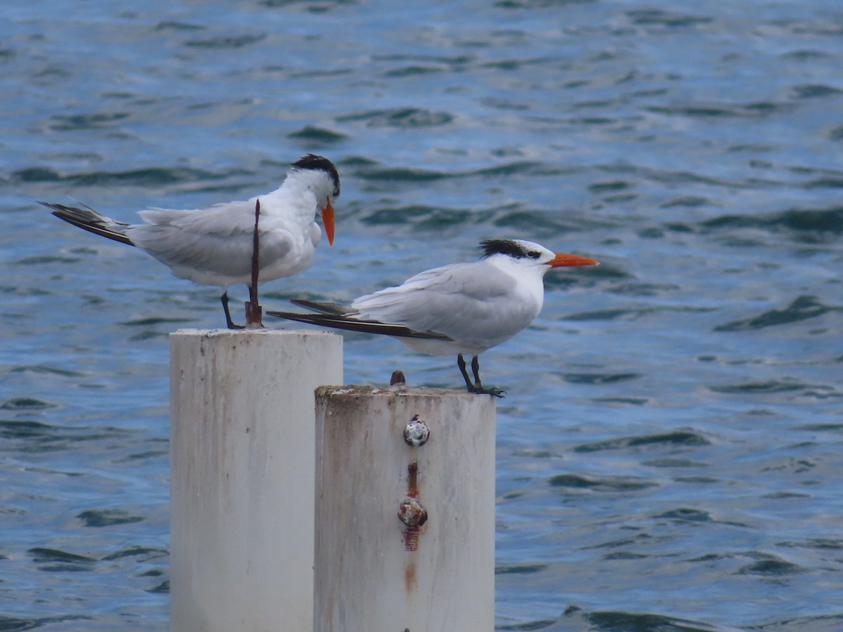 Royal Tern - ML647344482