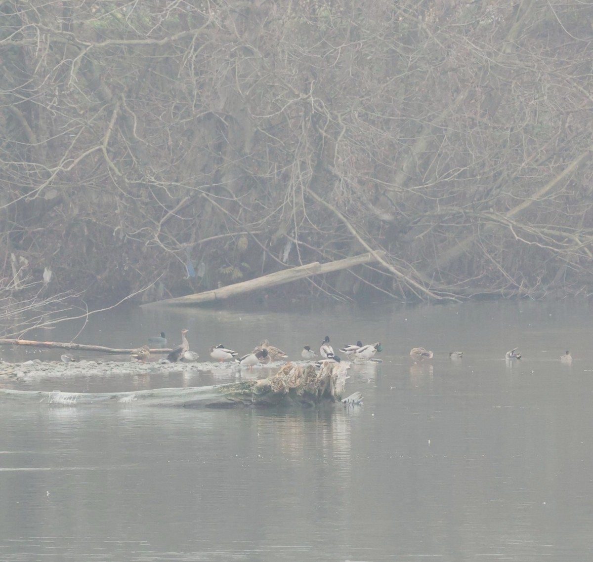 ברכיה - ML647344483