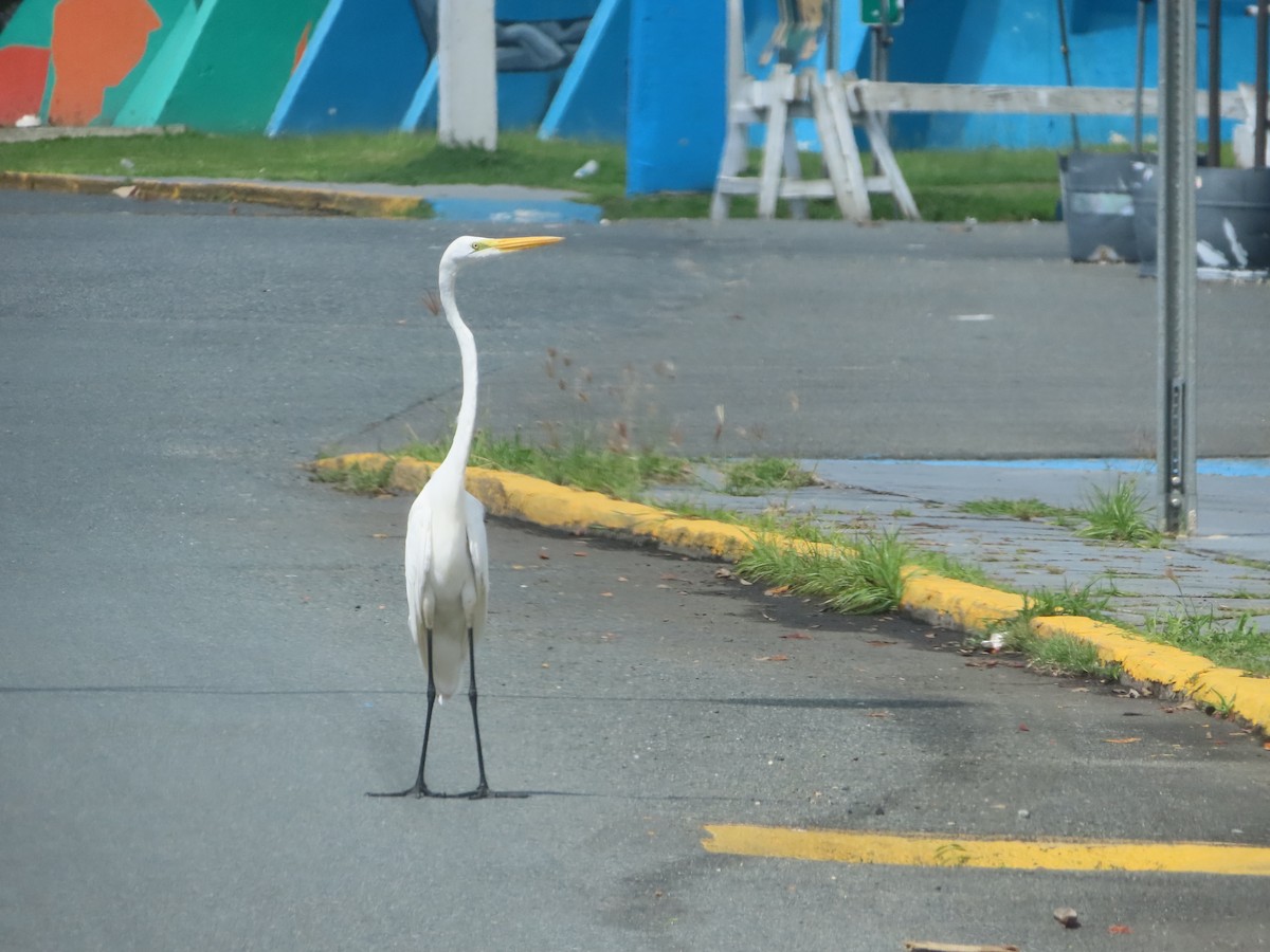 Great Egret - ML647344484