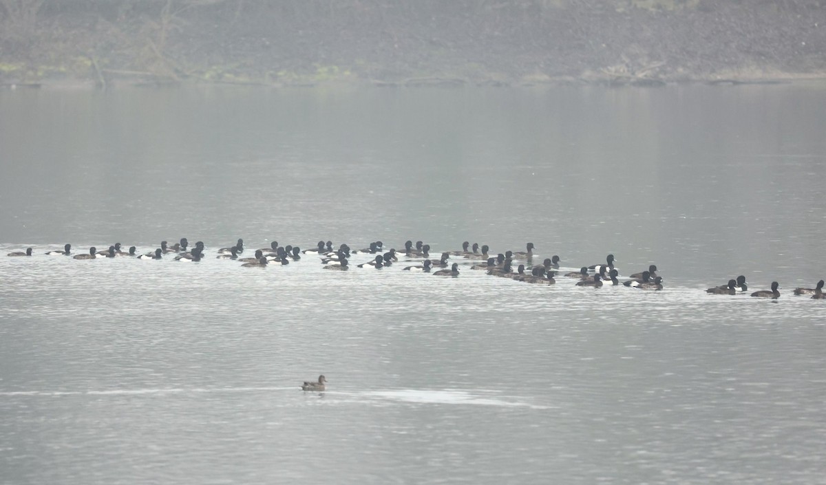שרשיר - ML647344487