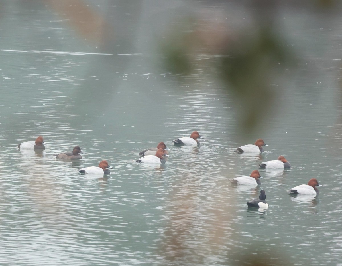 צולל חלודי - ML647344488