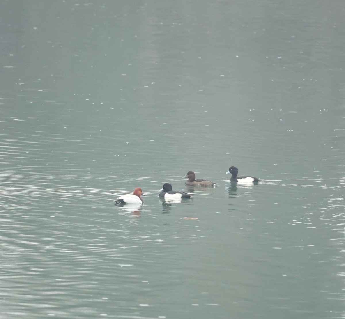 צולל ביצות - ML647344501