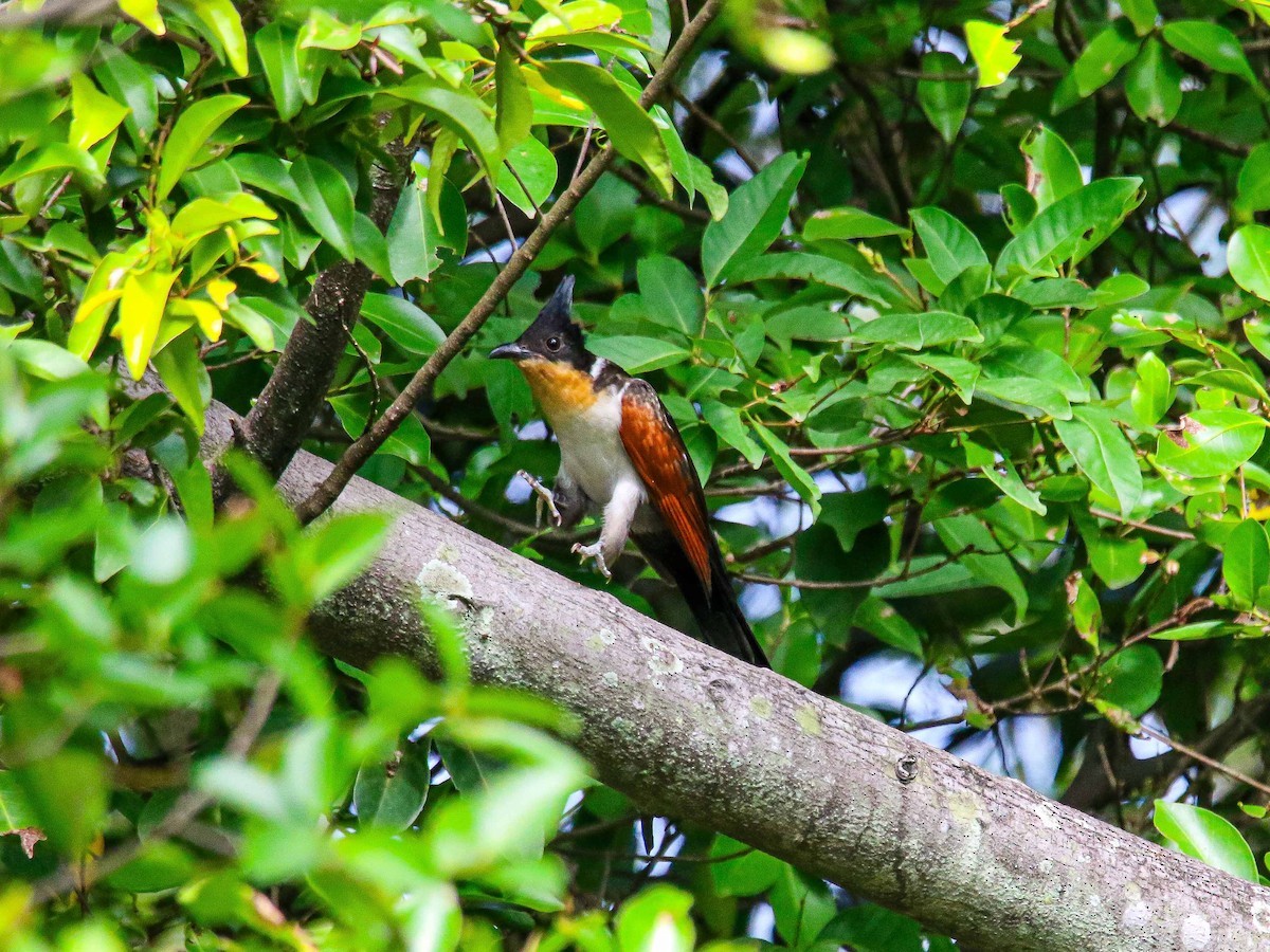 カンムリカッコウ - ML647344502