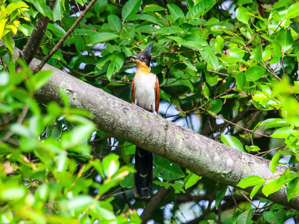 カンムリカッコウ - ML647344503