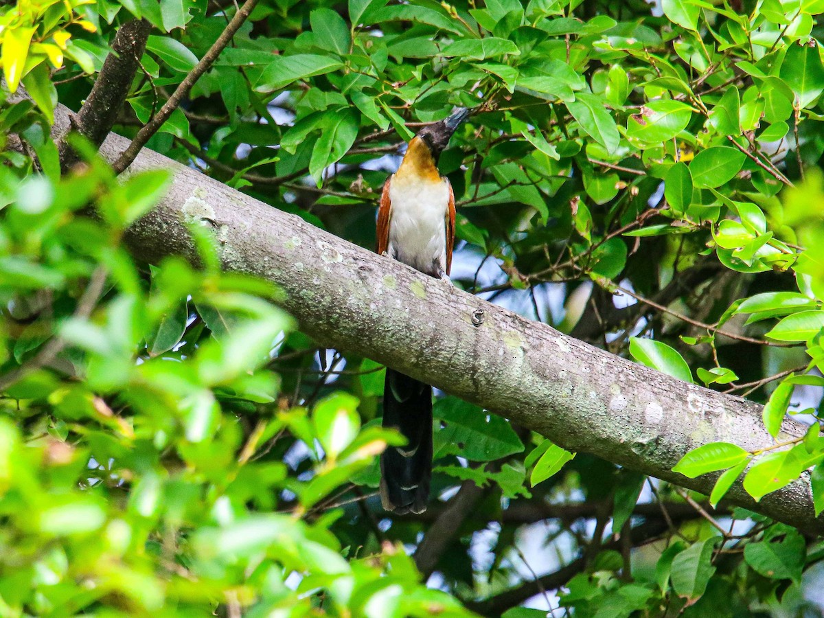 カンムリカッコウ - ML647344504