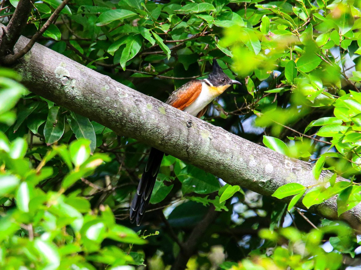 カンムリカッコウ - ML647344505