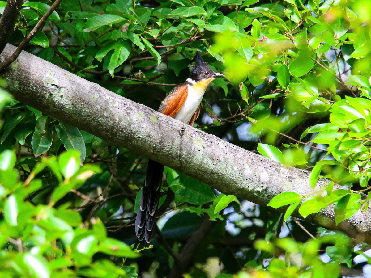 カンムリカッコウ - ML647344507