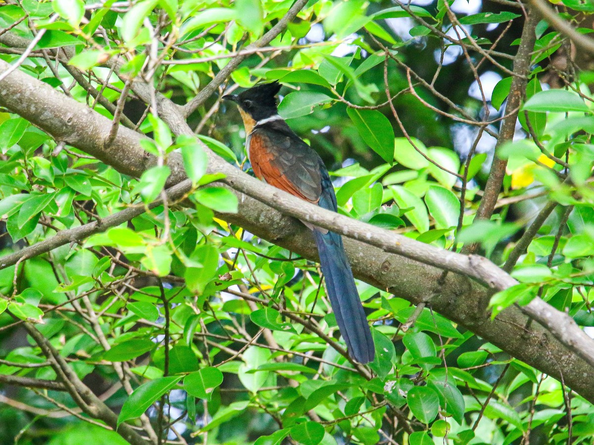 カンムリカッコウ - ML647344508