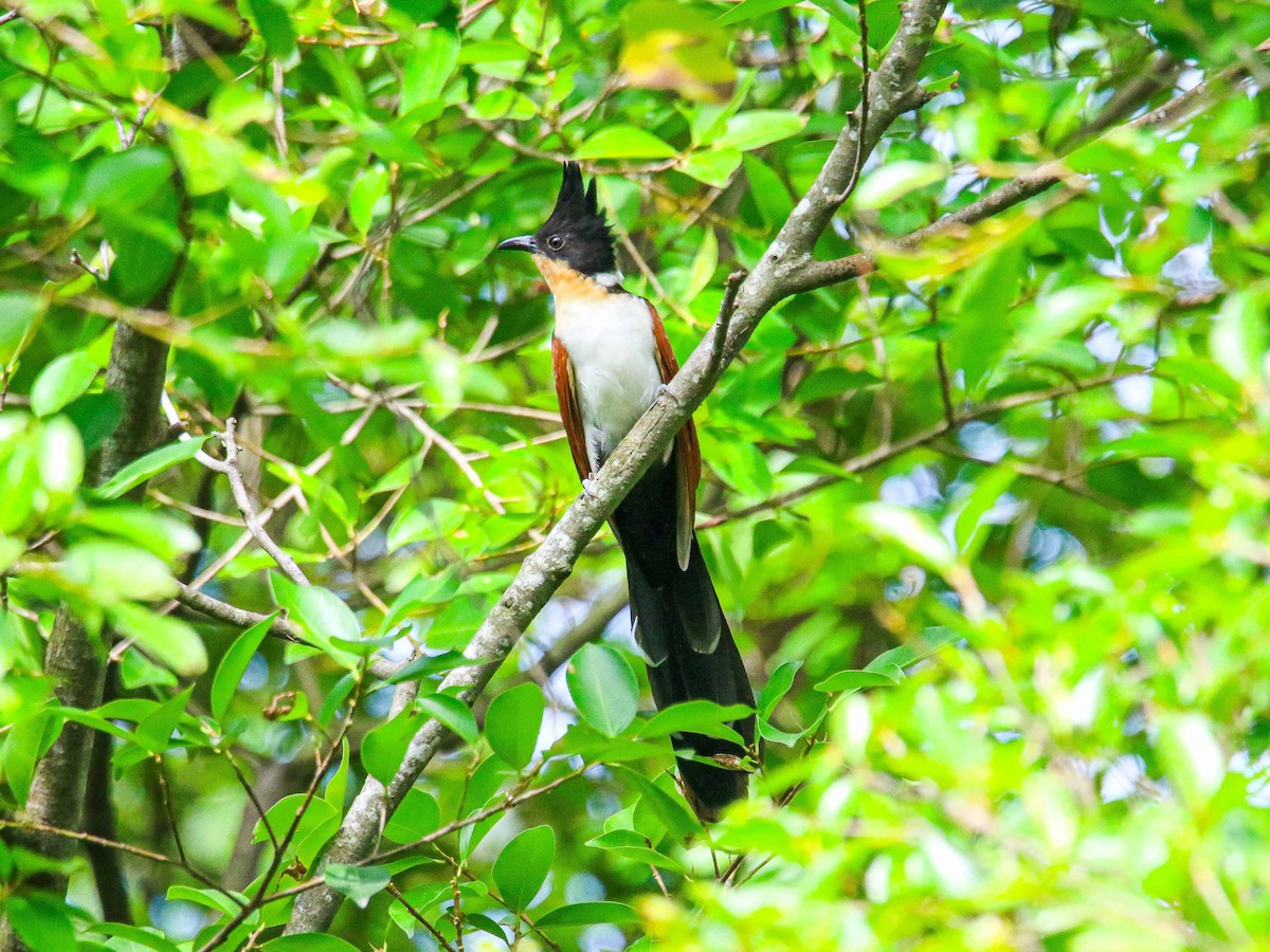 カンムリカッコウ - ML647344509