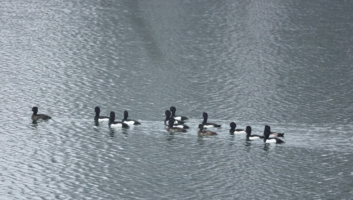 toppand - ML647344517