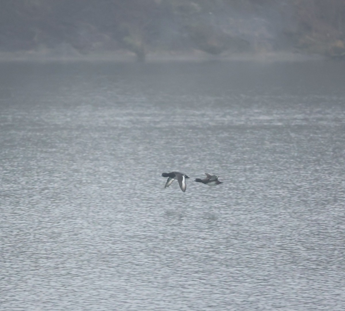 toppand - ML647344518